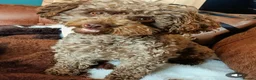Mixed Breed dogs for sale: Chocolate Shorkie Poo - Advert 2