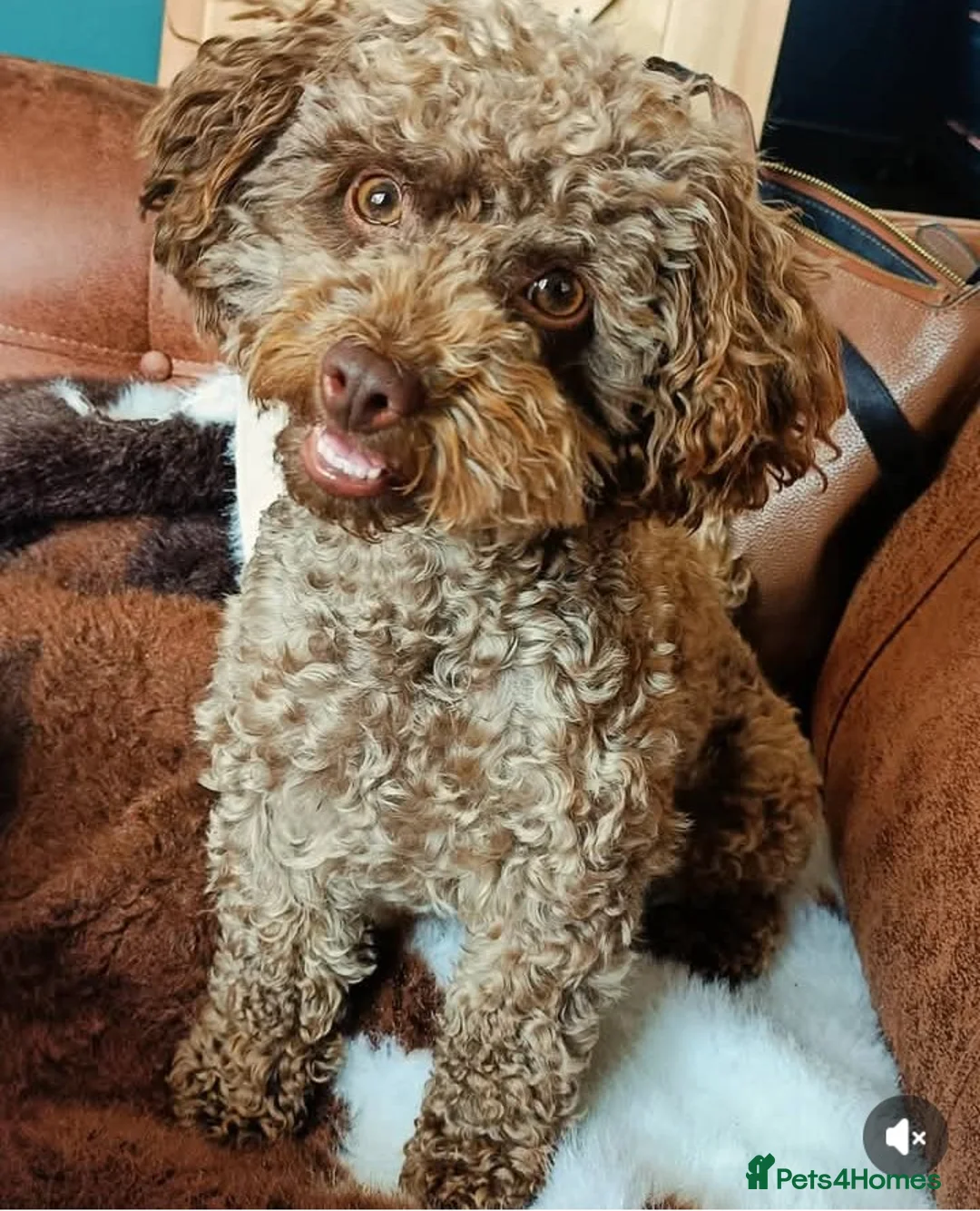 Mixed Breed dogs for sale: Chocolate Shorkie Poo - Advert 2