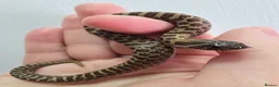 Snake reptiles for sale: Baby Western hognoses CB 26 mixed Morphs & Sex  - Advert 11