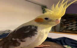 Cockatiels birds for sale: Beautiful male cockatiel less than 1 years old - Advert 3