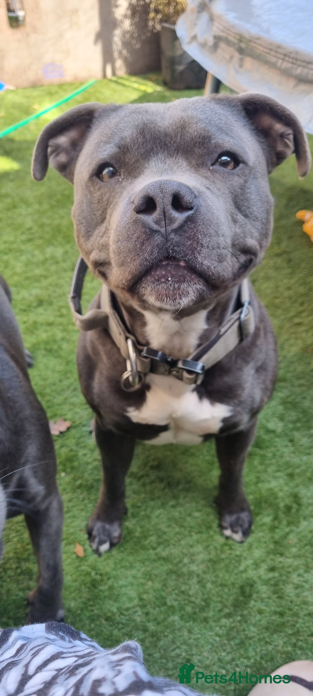 Staffordshire Bull Terrier dogs for stud: Blue Staffordshire bul terrier stud in Woking - Image 3