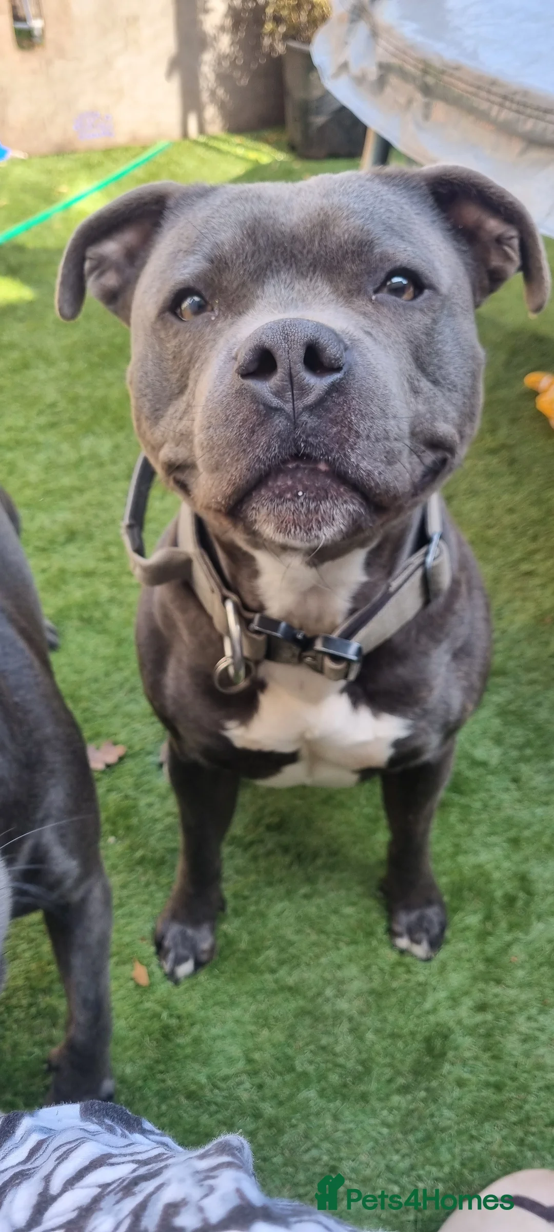 Staffordshire Bull Terrier dogs for stud: Blue Staffordshire bul terrier stud in Woking - Advert 3