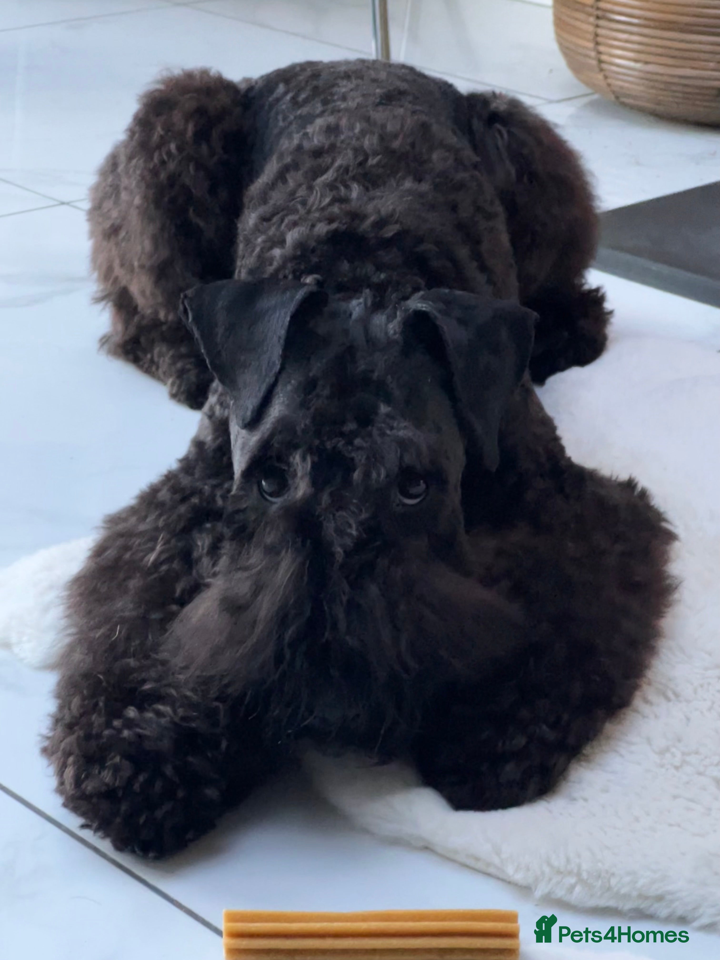 Kerry Blue Terrier dogs Kerry blue terrier girl KC Reg 12 months old - Advert 1