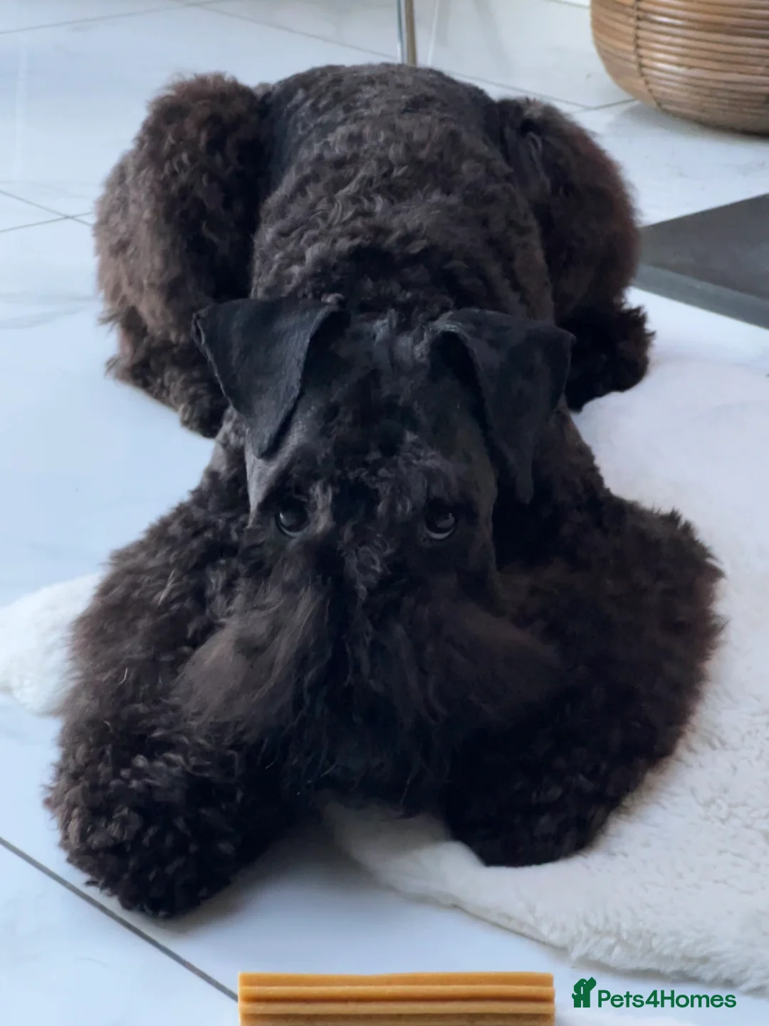 Kerry Blue Terrier dogs for sale: Kerry blue terrier girl KC Reg 12 months old - Advert 1