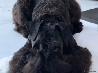 Kerry Blue Terrier dogs Kerry blue terrier girl KC Reg 12 months old - Advert 1