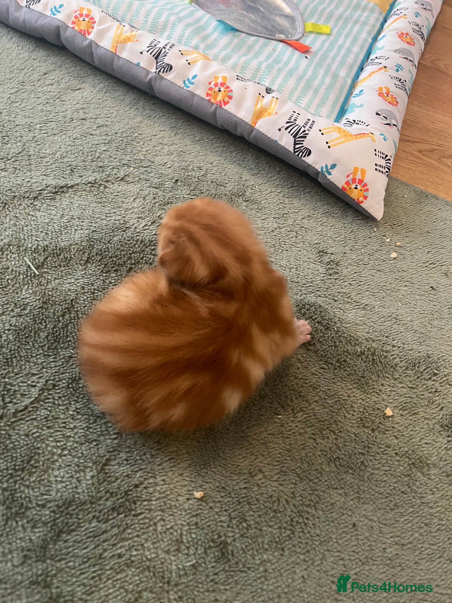 Mixed Breed cats Ginger tabby  - Advert 12