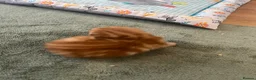 Mixed Breed cats for sale: Ginger tabby  - Advert 1