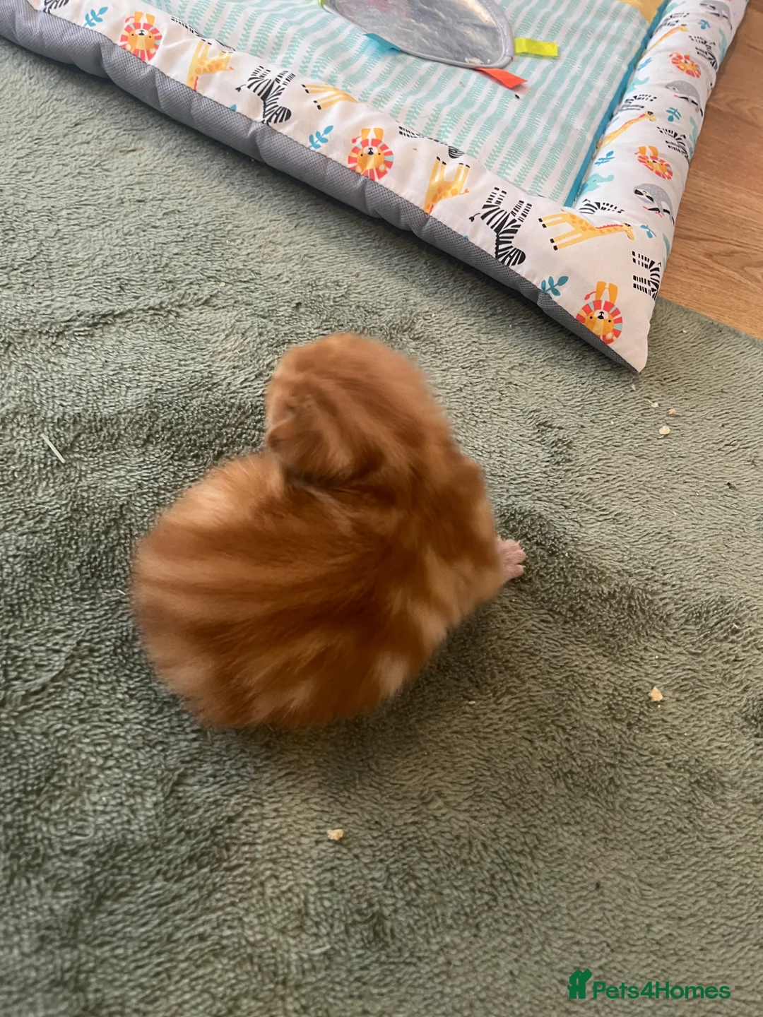 Mixed Breed cats for sale: Ginger tabby  - Advert 1