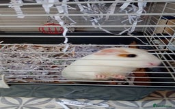 Guinea Pig rodents for sale: 2 male guinea pigs looking for their forever - Image 2