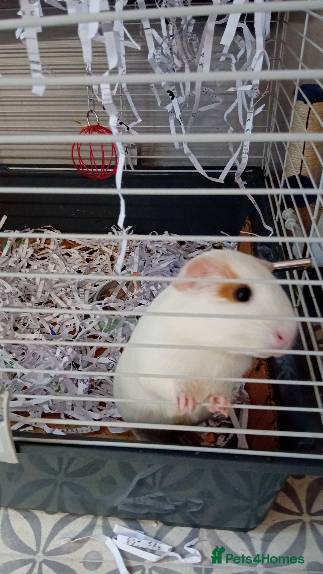 Guinea Pig rodents for sale: 2 male guinea pigs looking for their forever - Image 2