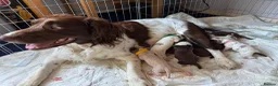 Sprollie dogs for sale: Gorgeous Sprollie puppies! in Peterborough - Advert 1