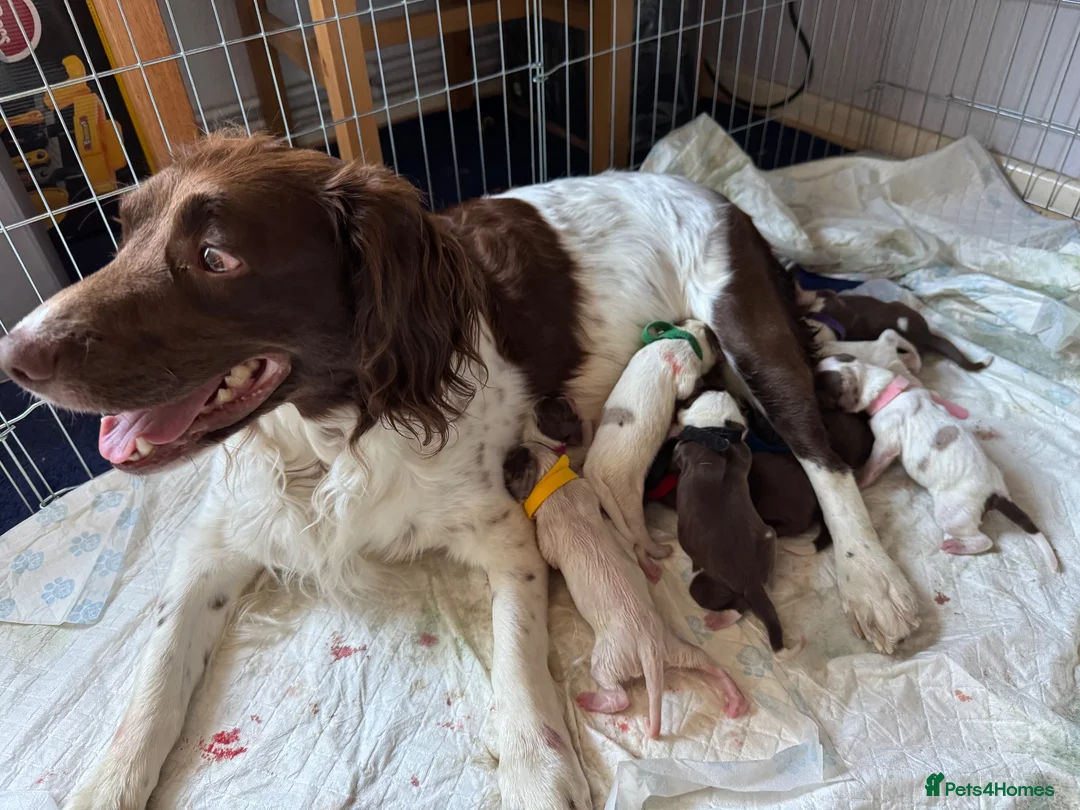 Sprollie dogs for sale: Gorgeous Sprollie puppies! in Peterborough - Advert 1