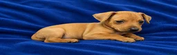 Miniature Pinscher dogs for sale: ALL RESERVED Miniature Pinscher Pups - Advert 3