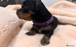Mixed Breed dogs for sale: Jackawawa - Image 30