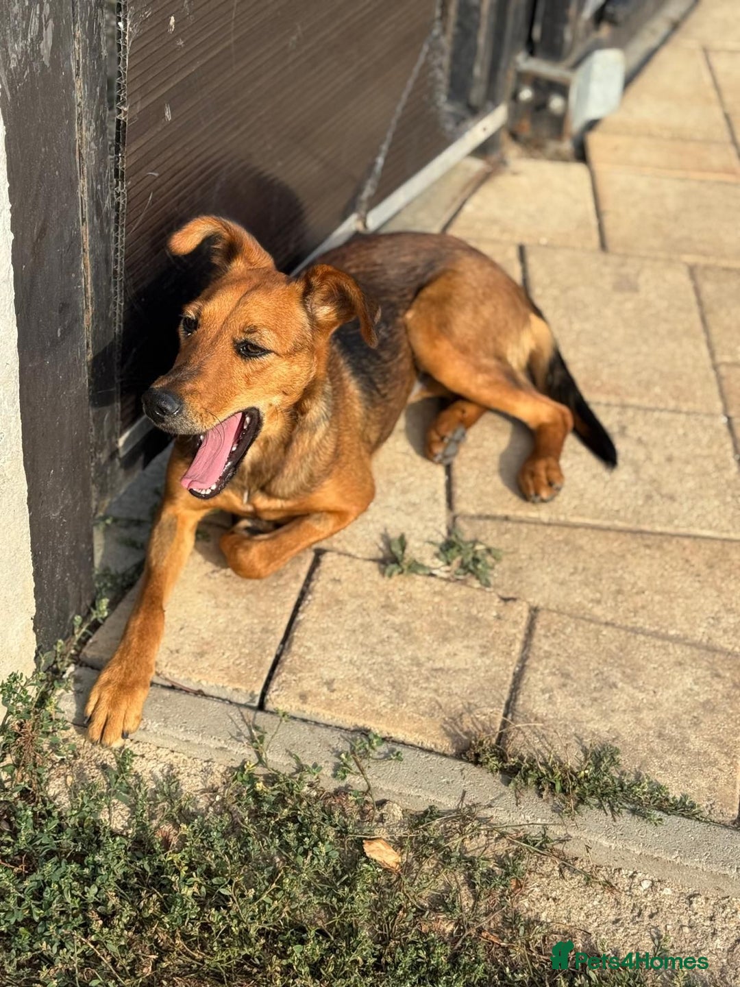 Mixed Breed dogs for adoption: Our lovely Angie, available for cuddles - Image 9