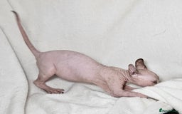 Sphynx cats for sale: Charming Tortie Kitten with TICA is ready now! - Image 11