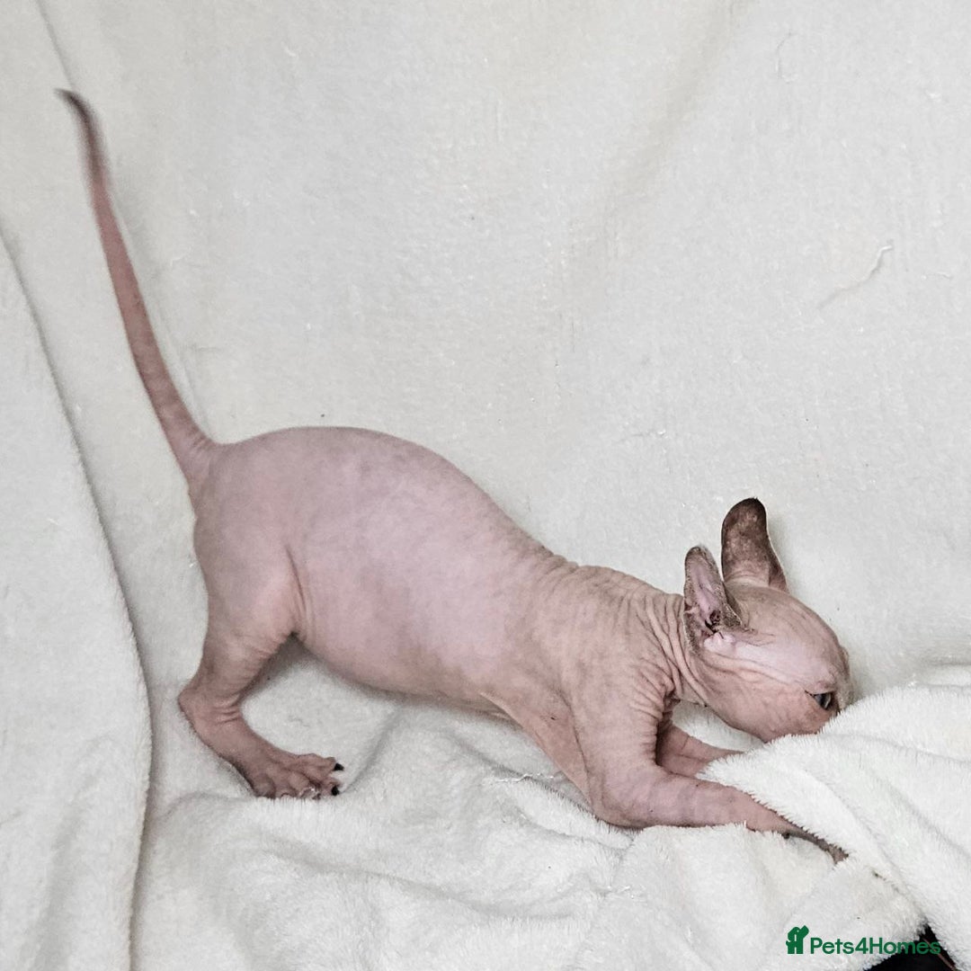 Sphynx cats for sale: Charming Tortie Kitten with TICA is ready now! - Image 11