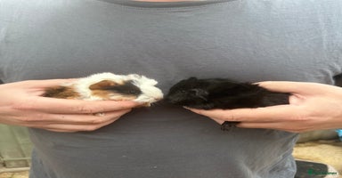 Guinea Pig rodents - Advert 4