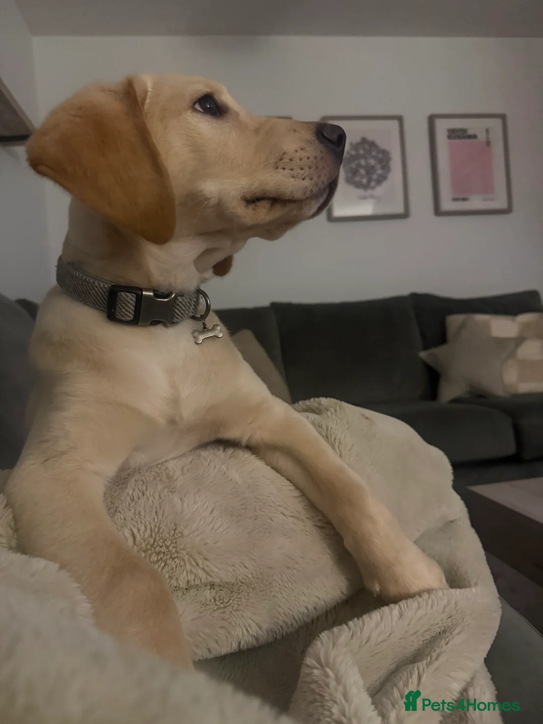 Goldador dogs for sale: GOLDADOR PUPPY COOPER 16 WEEKS - Advert 6