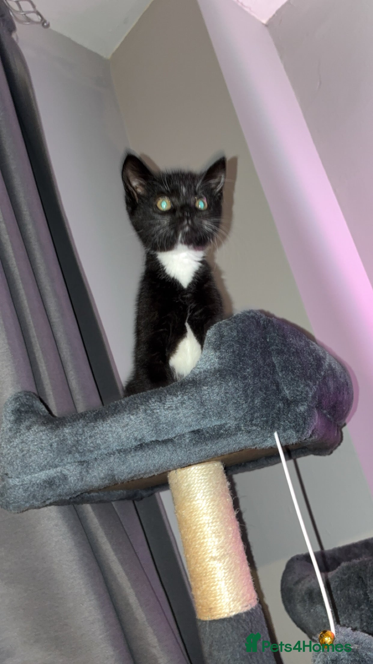 Domestic Shorthair cats 8 week old kitten - Advert 7