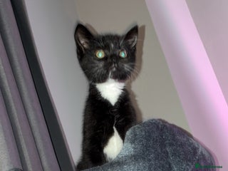 Domestic Shorthair cats 8 week old kitten - Advert 14