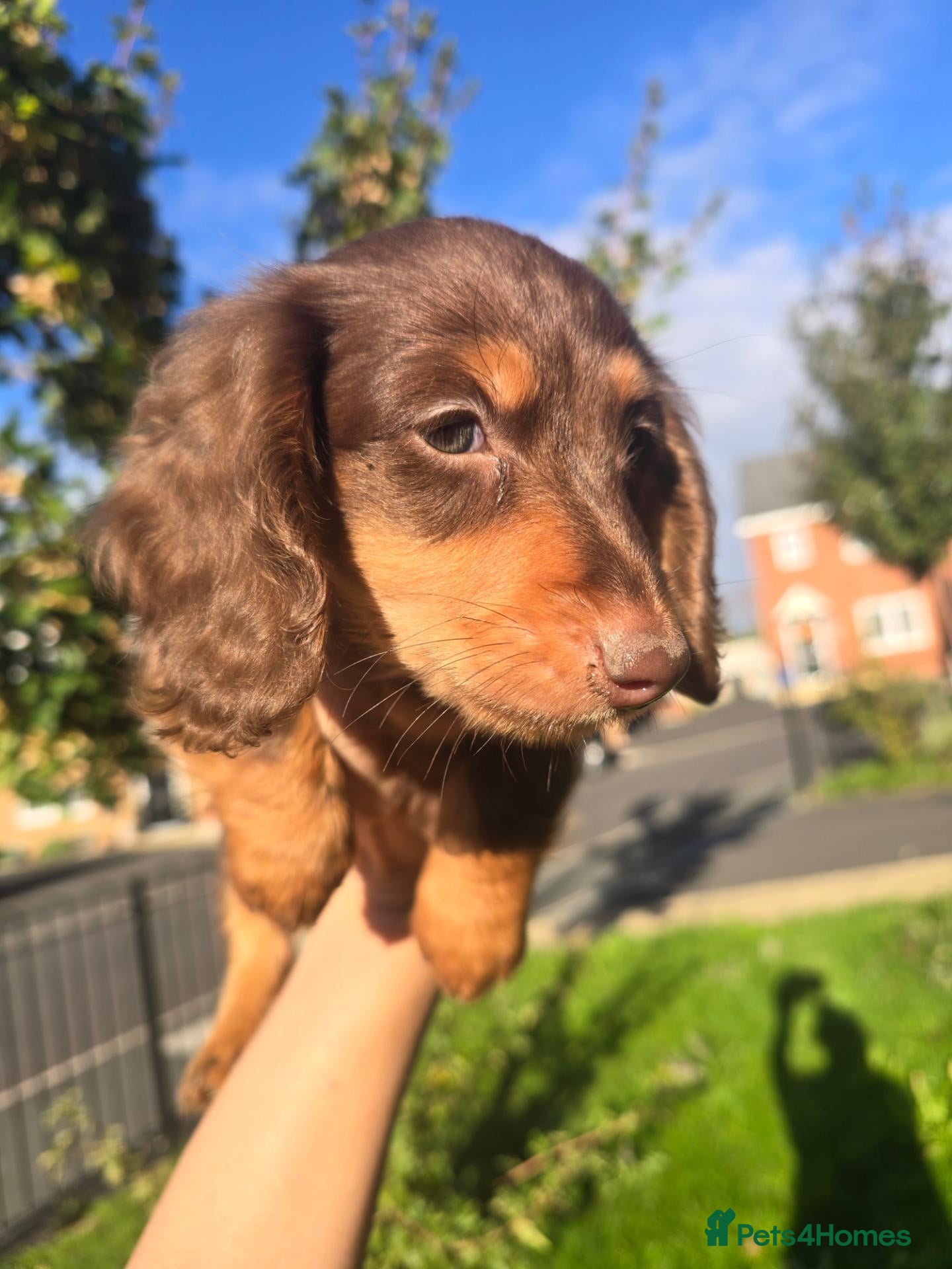 Miniature Dachshund dogs Last Boy 💙9 weeks+5days today,collection any time - Advert 16