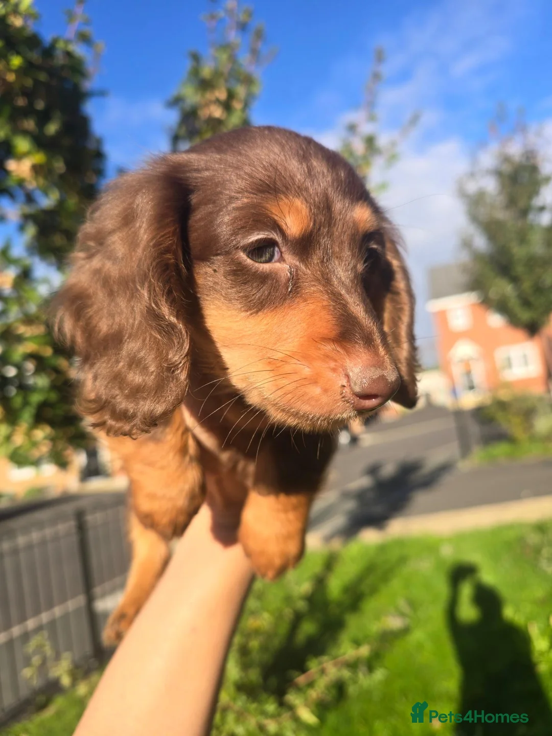 Miniature Dachshund dogs for sale: Last Boy 💙9 weeks+6days today,collection any time - Advert 1