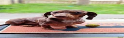 Miniature Dachshund dogs for sale: Loving forever home for Molly - Advert 1