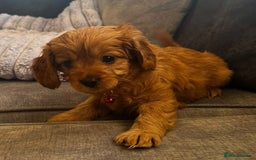 Cavapoo dogs for sale: Beautiful Cavapoo F2 puppies  for sale - Image 12