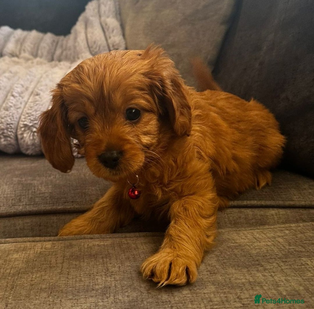 Cavapoo dogs for sale: Beautiful Cavapoo F2 puppies  for sale - Image 12
