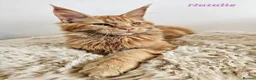 Maine Coon cats for sale: Beautiful Maine Maine Coon Girls ❤️ - Advert 7