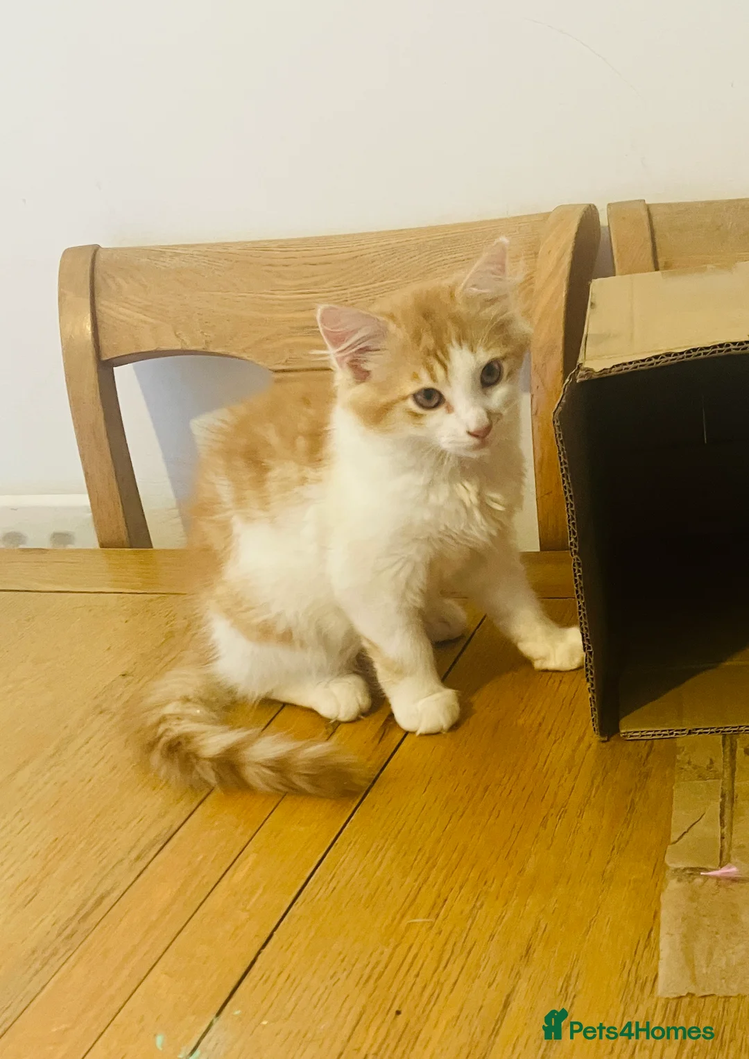 Norwegian Forest Cat cats for sale: Gorgeous Norwegian forest x kittens - Advert 10