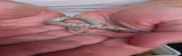 Snake reptiles for sale: Western Hognose Snake  in Belper - Advert 3
