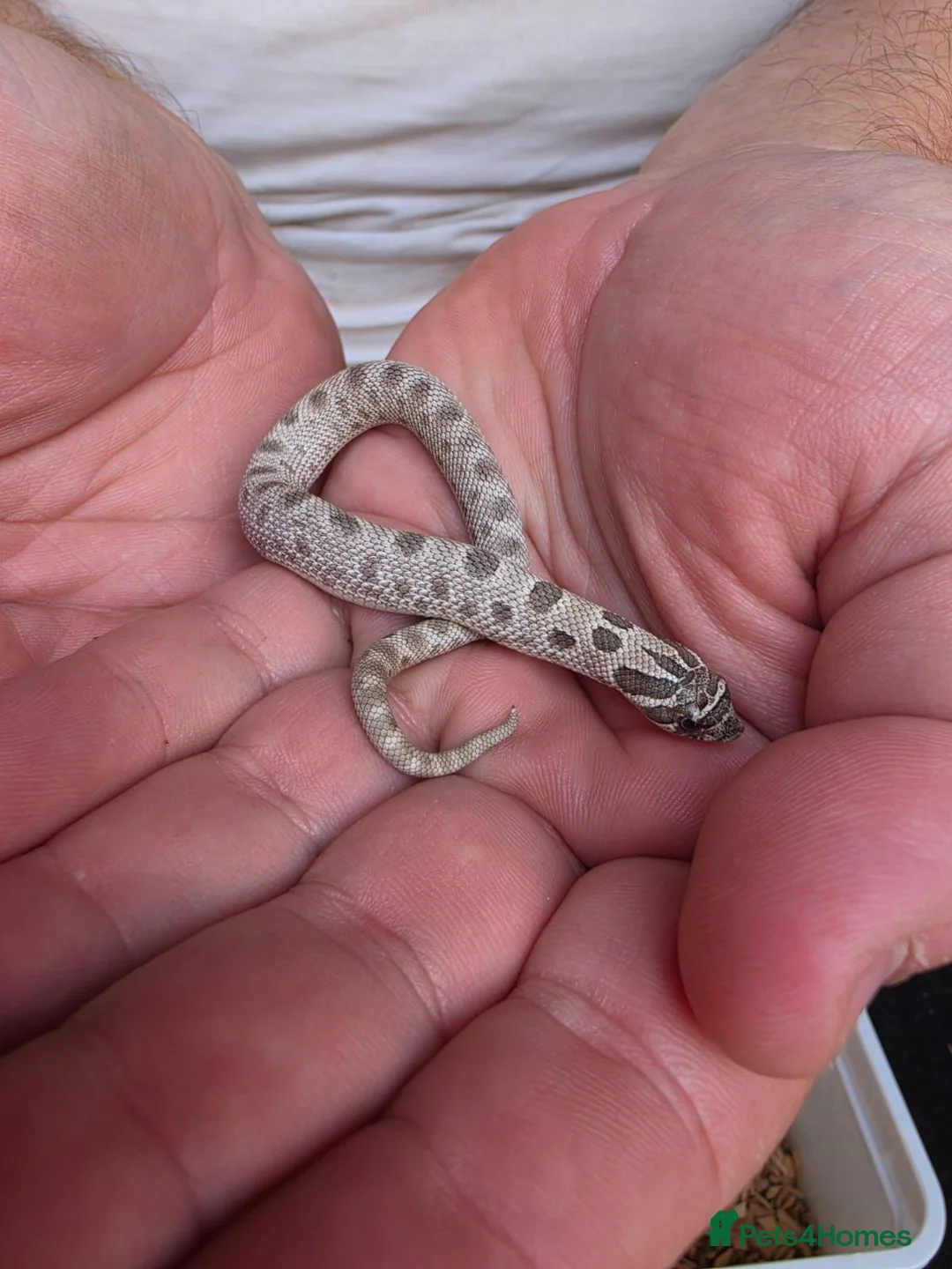 Snake reptiles for sale: Western Hognose Snake  in Belper - Advert 3
