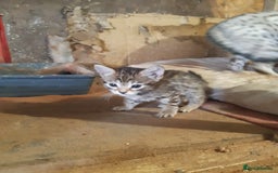 Savannah cats for sale: Savanna f5 kitten,female, - Image 8