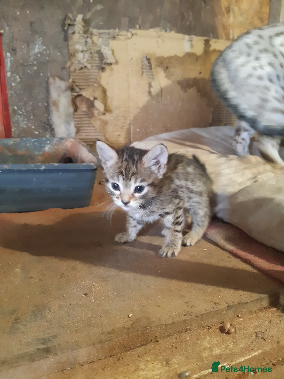Savannah cats for sale: Savanna f5 kitten,female, - Image 8
