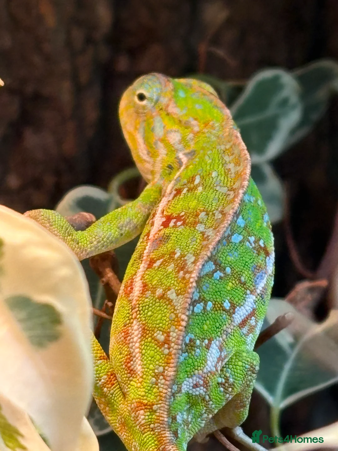 Chameleon reptiles for sale: Carpet Chameleons (Furcifer Lateralis) - Advert 4