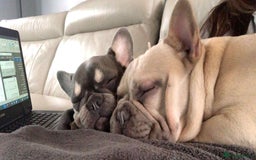 French Bulldog dogs for sale: Lilac French bulldogs  - Image 6
