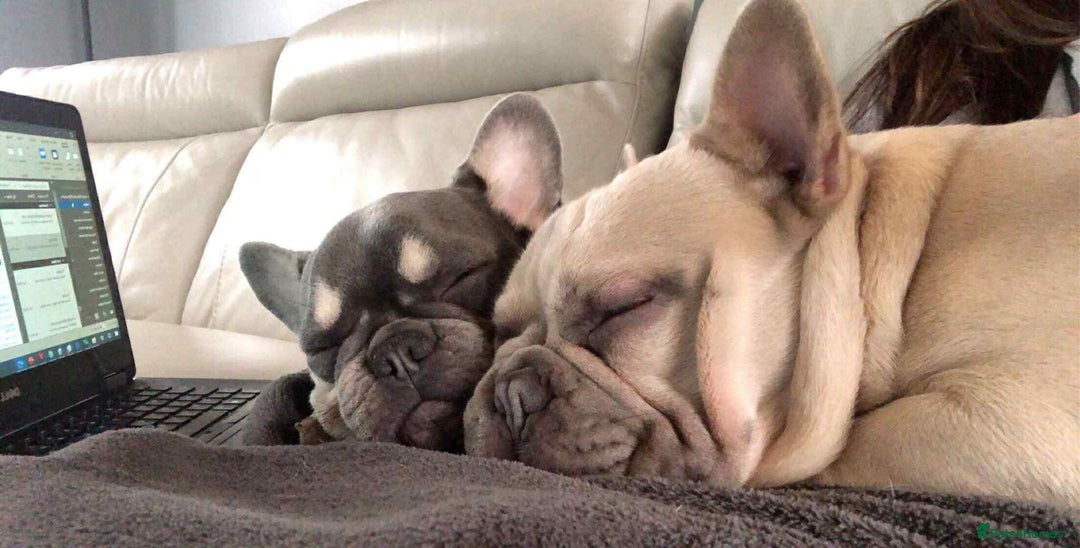 French Bulldog dogs for sale: Lilac French bulldogs  - Image 6
