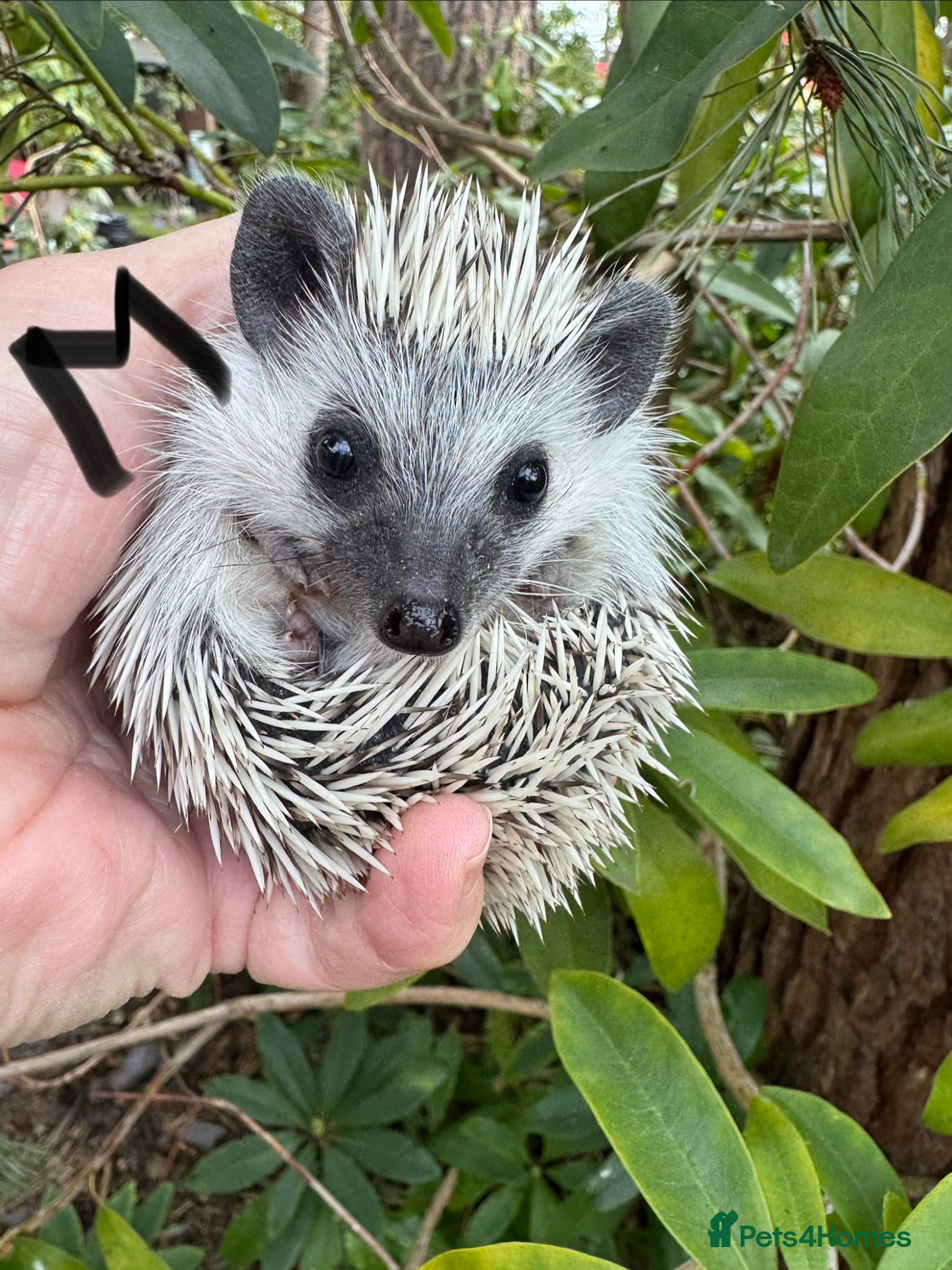 Pygmy Hedgehog rodents 8-10 wk old babies/various colours/masks READY!  - Advert 2