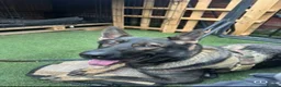 German Shepherd dogs for sale: German Shepherd puppies European line - Advert 4
