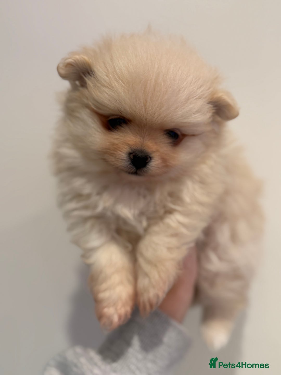 Pomeranian dogs for sale: Pomeranian puppies for sale .  - Advert 11