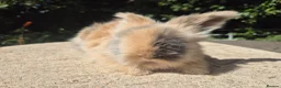 Angora rabbits for sale: 🩷 FULL FACE ANGORA BABIES- PARENTS FROM🇫🇷 - Advert 10