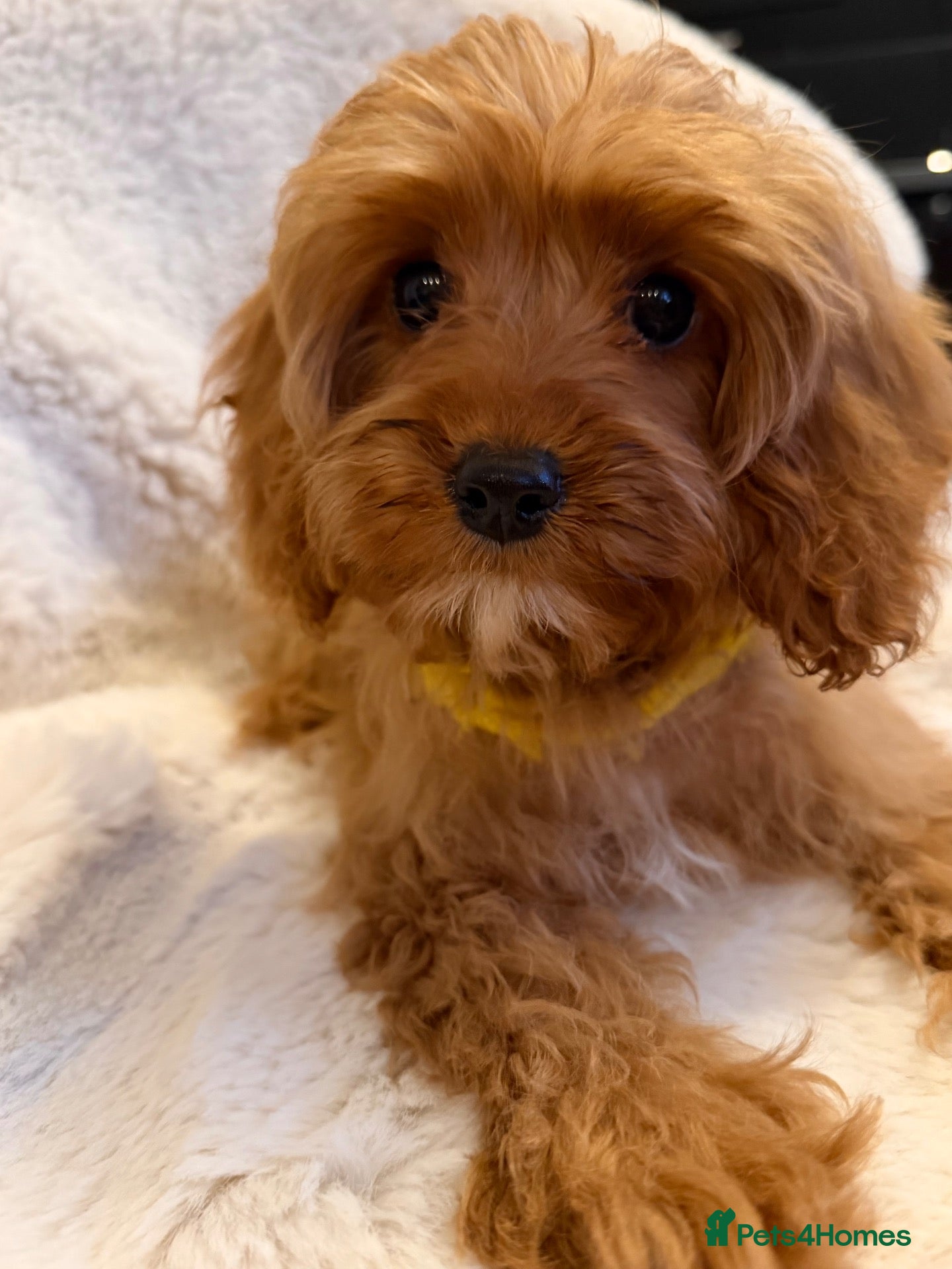 Cavapoo dogs Cavapoo Puppies - Advert 2