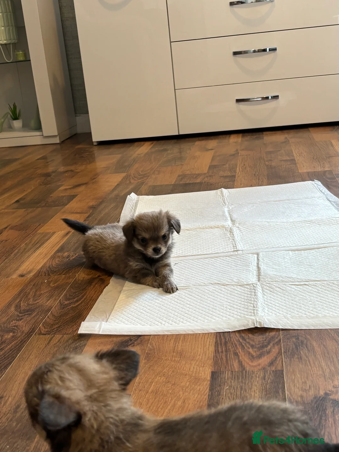 Chihuahua dogs for sale: Beautiful chihuahua puppies  - Advert 2