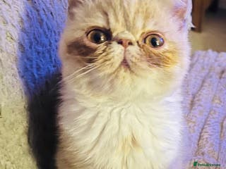 Exotic cats SHOW QUALITY EXOTICS KITTENS - Advert 3