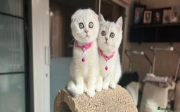 Scottish Fold cats for sale: Beautiful TICA Registered Scottish Girl Kittens - Image 6