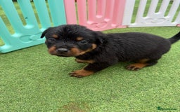 Rottweiler dogs for sale: Rottweiler puppies  - Image 11