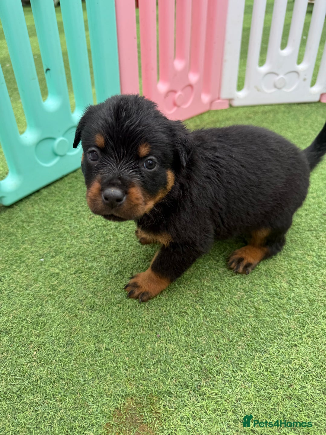 Rottweiler dogs for sale: Rottweiler puppies  - Image 11