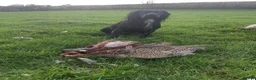 Cocker Spaniel dogs for sale: Working Cocker Spaniel Puppies - Advert 10